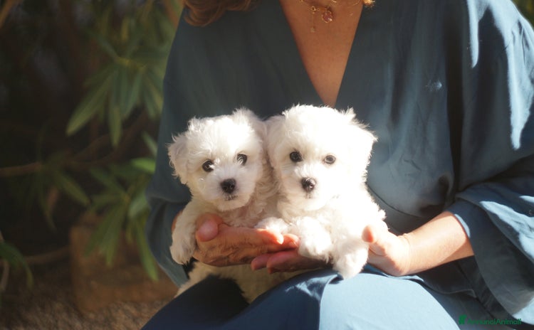 Bichon cani a Provincia del Sud Sardegna - Annuncio 2