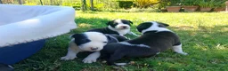 American Staffordshire cani in vendita: Amstaff - Annuncio 2