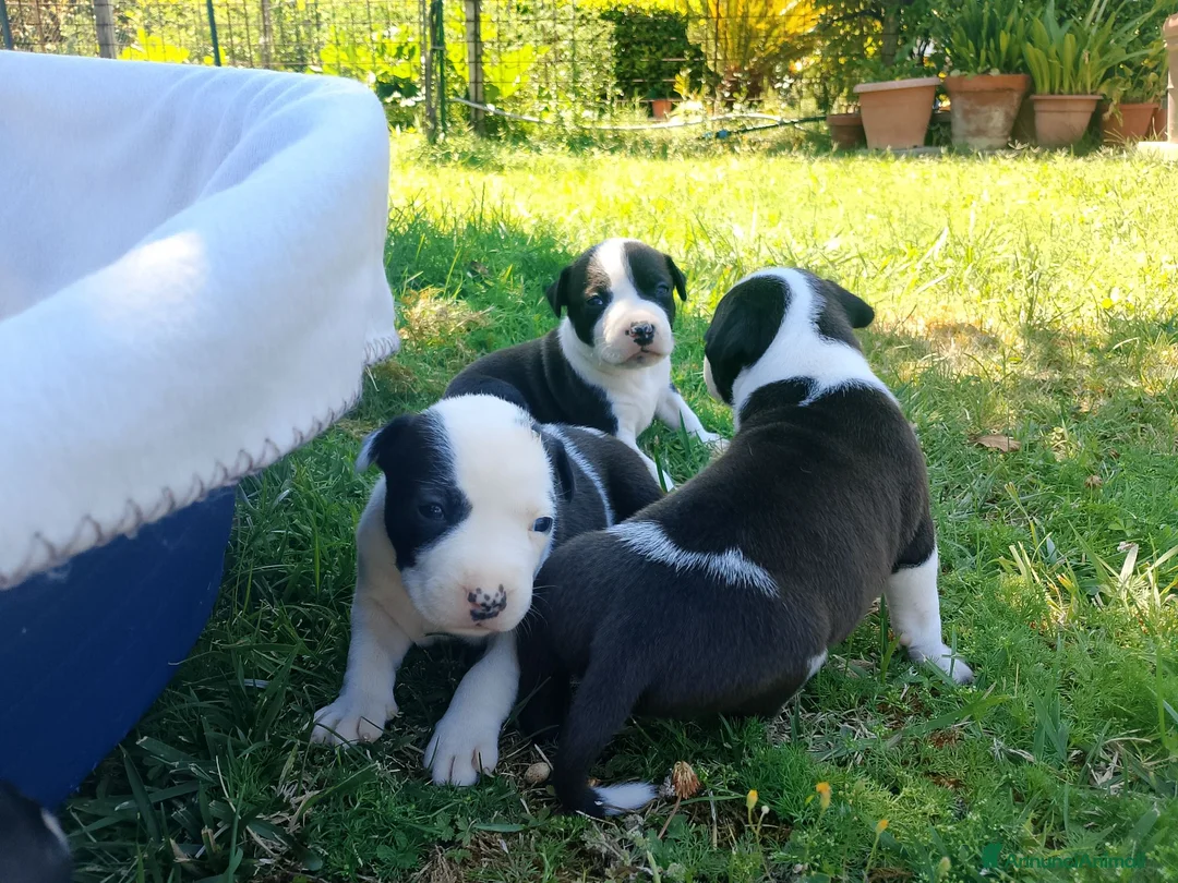 American Staffordshire cani in vendita: Amstaff - Annuncio 2