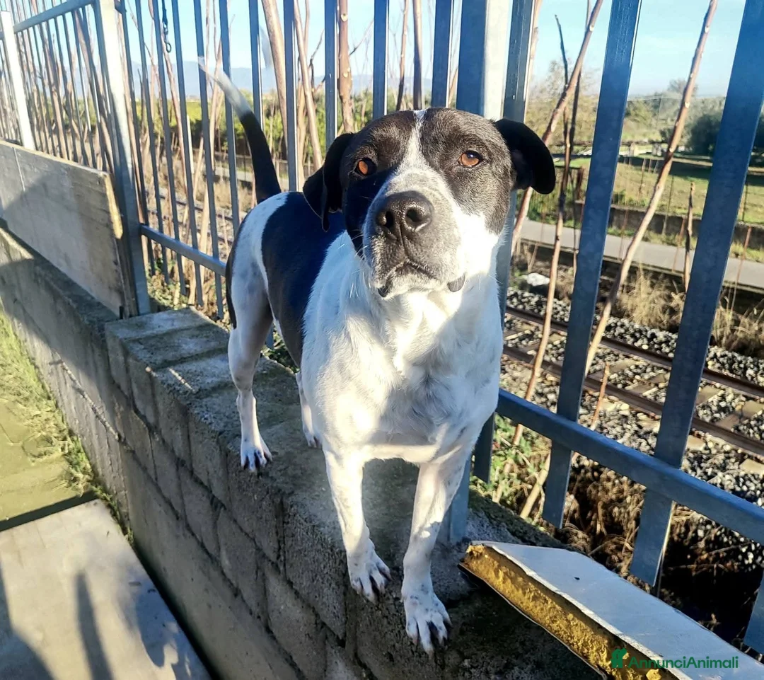 Pitbull cani in regalo: ADOZ.DEL💔:solo,morto suo umano,finito rinchiuso.. - Annuncio 2