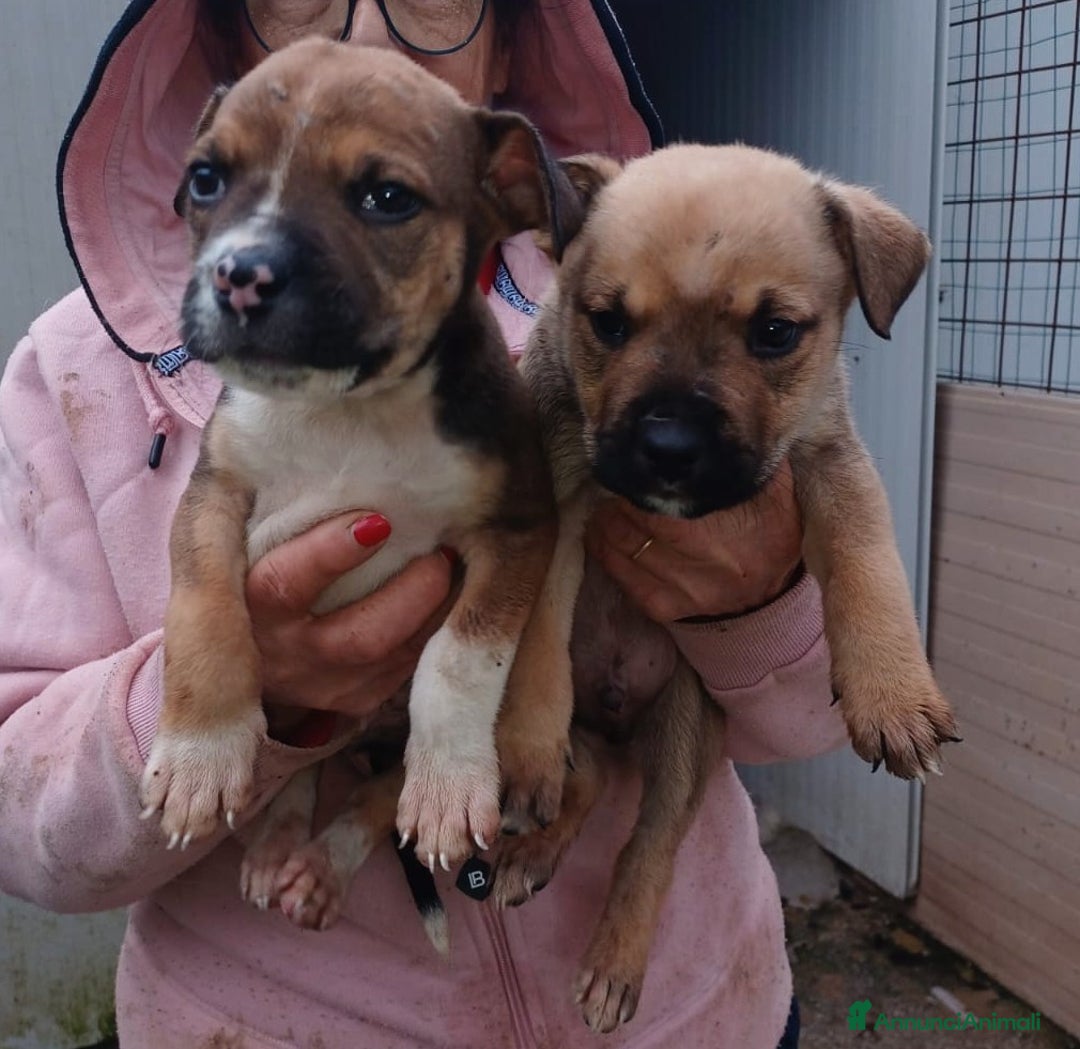 Pitbull cani in regalo: SPLENDIDI CUCCIOLOTTI MIX MOLOSSIDI - Annuncio 11