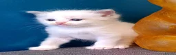 Ragdoll gatti in vendita: Ragdoll  - Annuncio 3