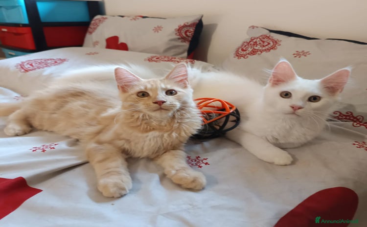 Maine Coon gatti a Provincia di Padova - Annuncio 14