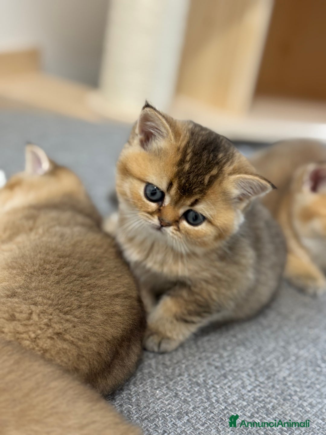 Scottish gatti in vendita: Scottish straight  - Annuncio 5
