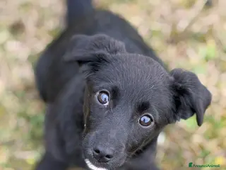 Meticcio cani VANJA, scricciola impaurita in canile! TG PICCOLA - Annuncio 30