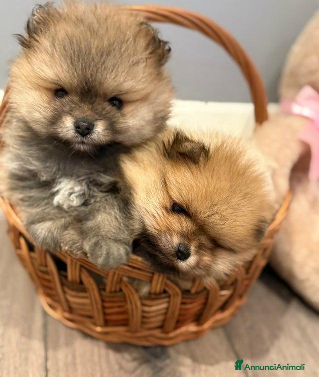 Volpino Pomerania cani in vendita: Bellissimi cuccioli di Pomerania di razza pura  - Annuncio 20