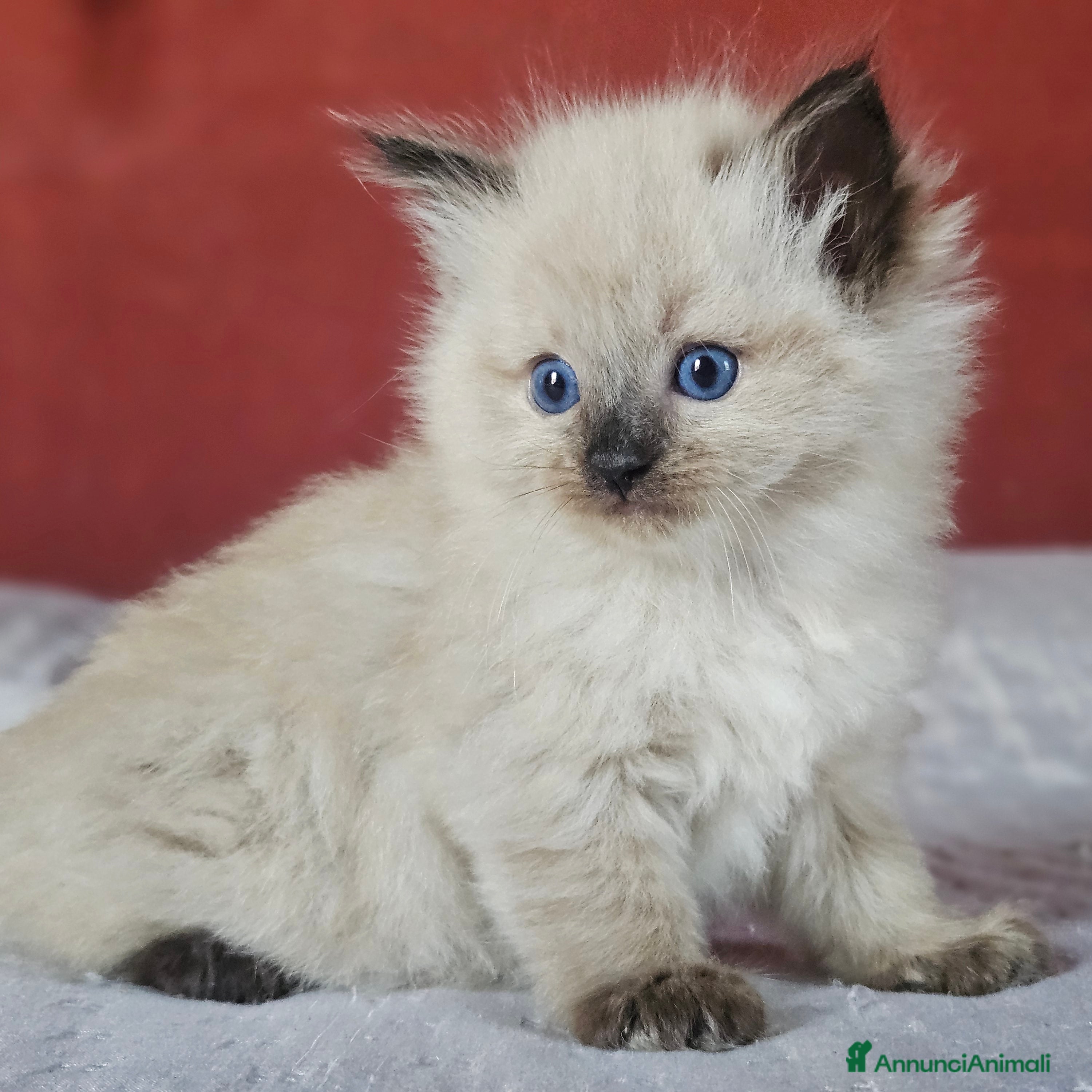 Ragdoll gatti Meravigliosa cucciolata Ragdoll  - Annuncio 1