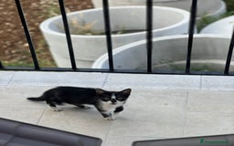Europeo gatti in regalo: Gattina bellissima cerca casa a Provincia di Frosinone - Immagine 4