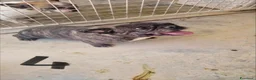 Altre razze cani in regalo: ADOZ.del💔:ex fattrici cercano calore di una casa! - Annuncio 3