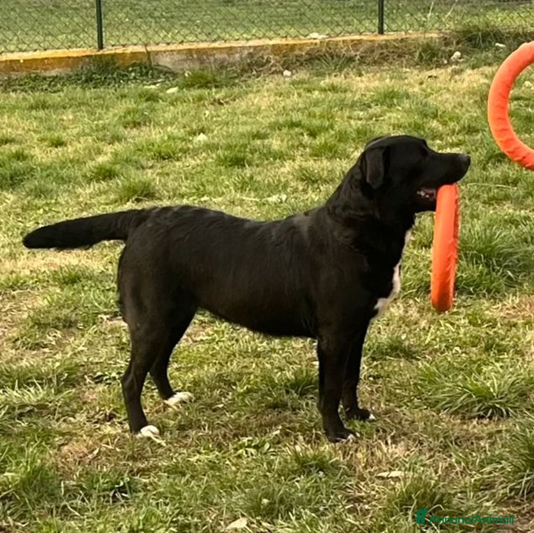 Meticcio cani in regalo: FLO' bella ed energica! - Annuncio 3