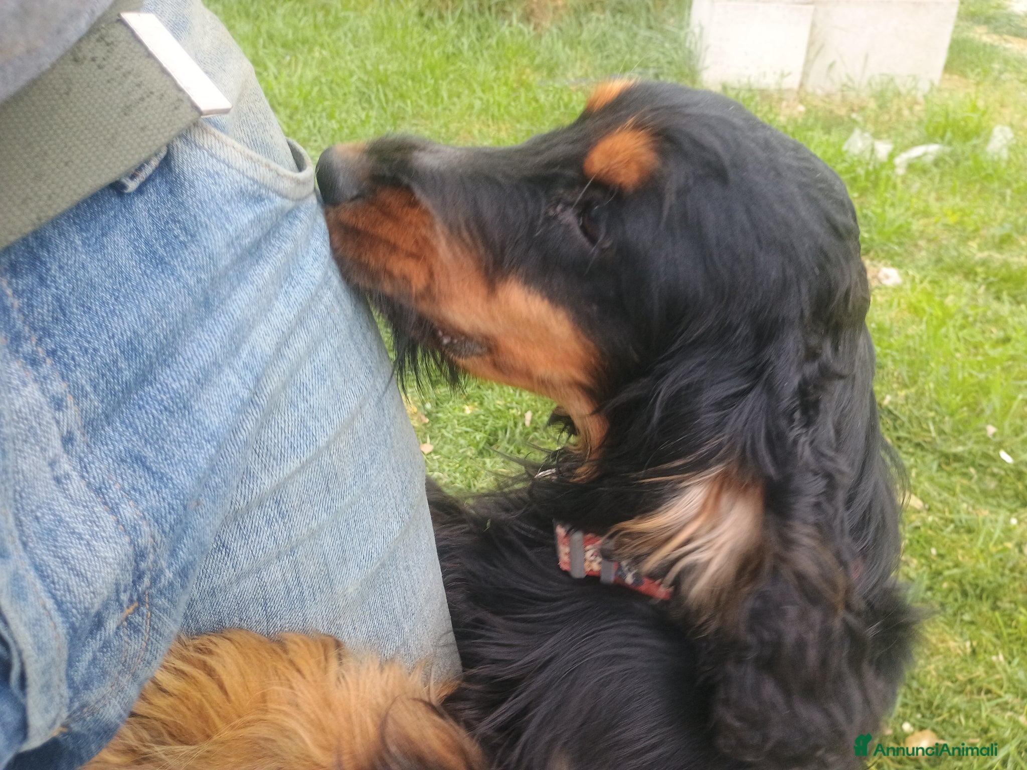 Cocker cani Cocker per accoppiamento  - Annuncio 1