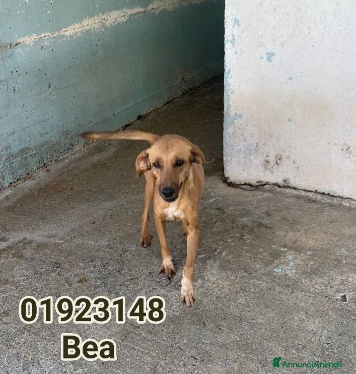 Meticcio cani Bea .. - Annuncio 40