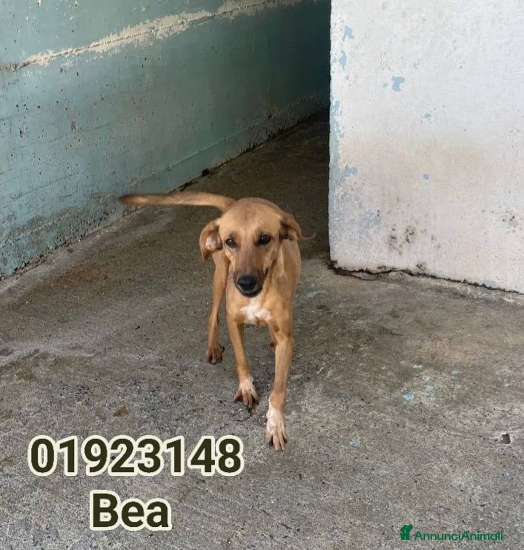 Meticcio cani in regalo: Bea .. - Annuncio 1