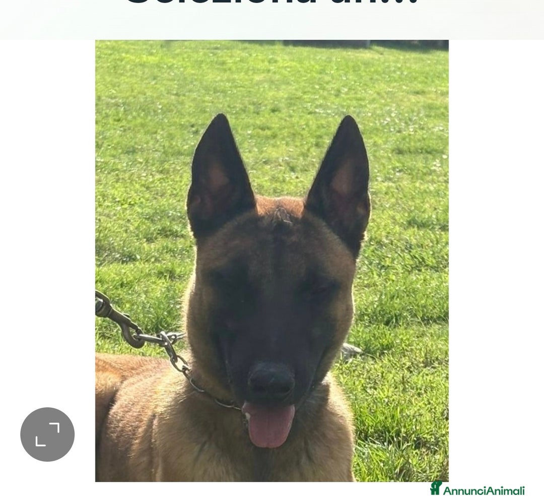Pastore Belga cani in vendita: Belga malenois  - Annuncio 2
