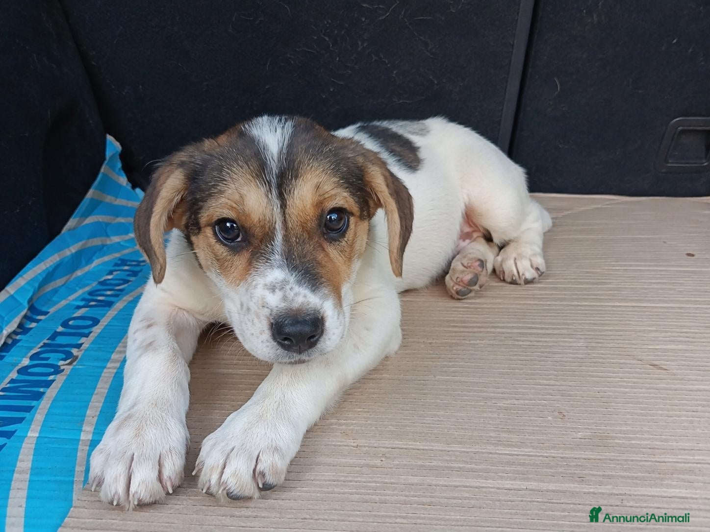 Meticcio cani Kia, taglia media! (25kg) - Annuncio 19
