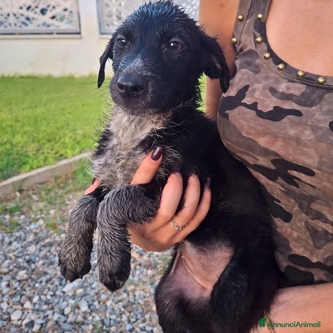 Meticcio cani in regalo: CORNELIA 🩷 pronta a riempirti di allegria a Provincia di Cuneo - Annuncio 2