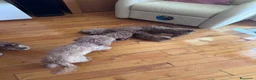Barboncino Toy cani in vendita: Barboncini toy/nano - Annuncio 2