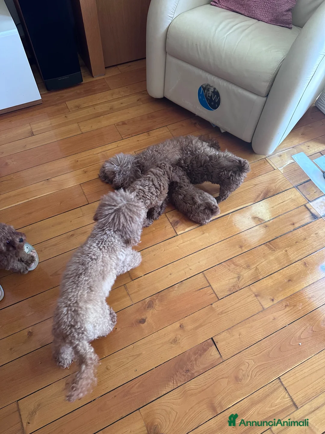 Barboncino Toy cani in vendita: Barboncini toy/nano - Annuncio 2