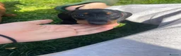 Bassotto cani in vendita: bassotti nani pelo corto - Annuncio 1