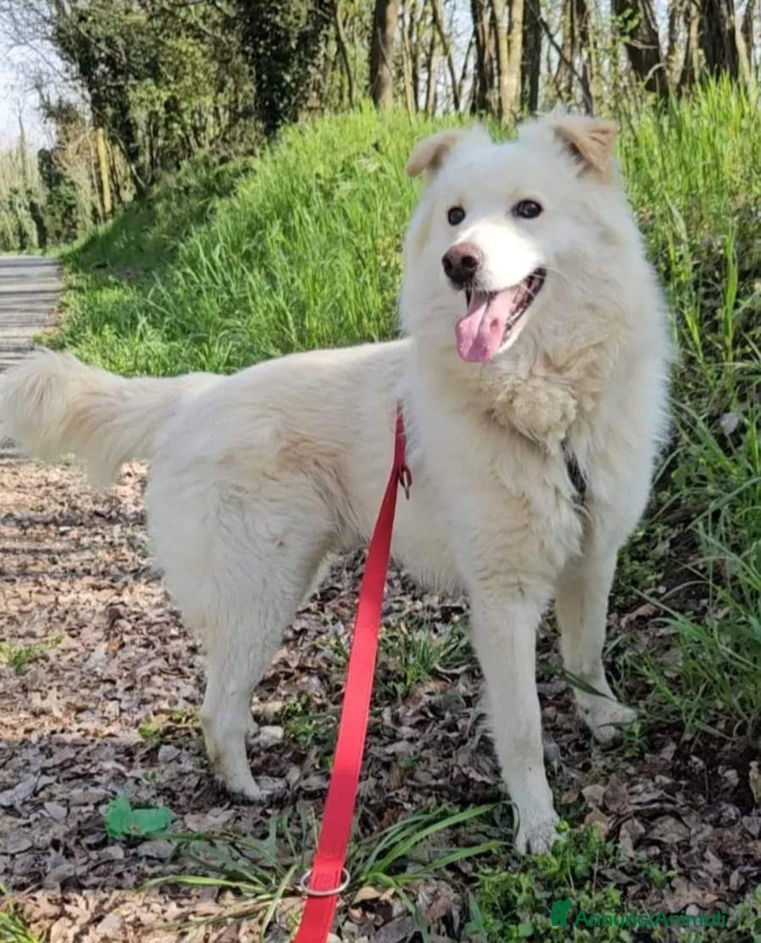 Meticcio cani Fiore 2anni a catena,da 3in rifugioSOS GIARDINO.NO - Annuncio 31