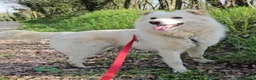 Meticcio cani in regalo: Fiore 2anni a catena,da 3in rifugioSOS GIARDINO.NO - Annuncio 1