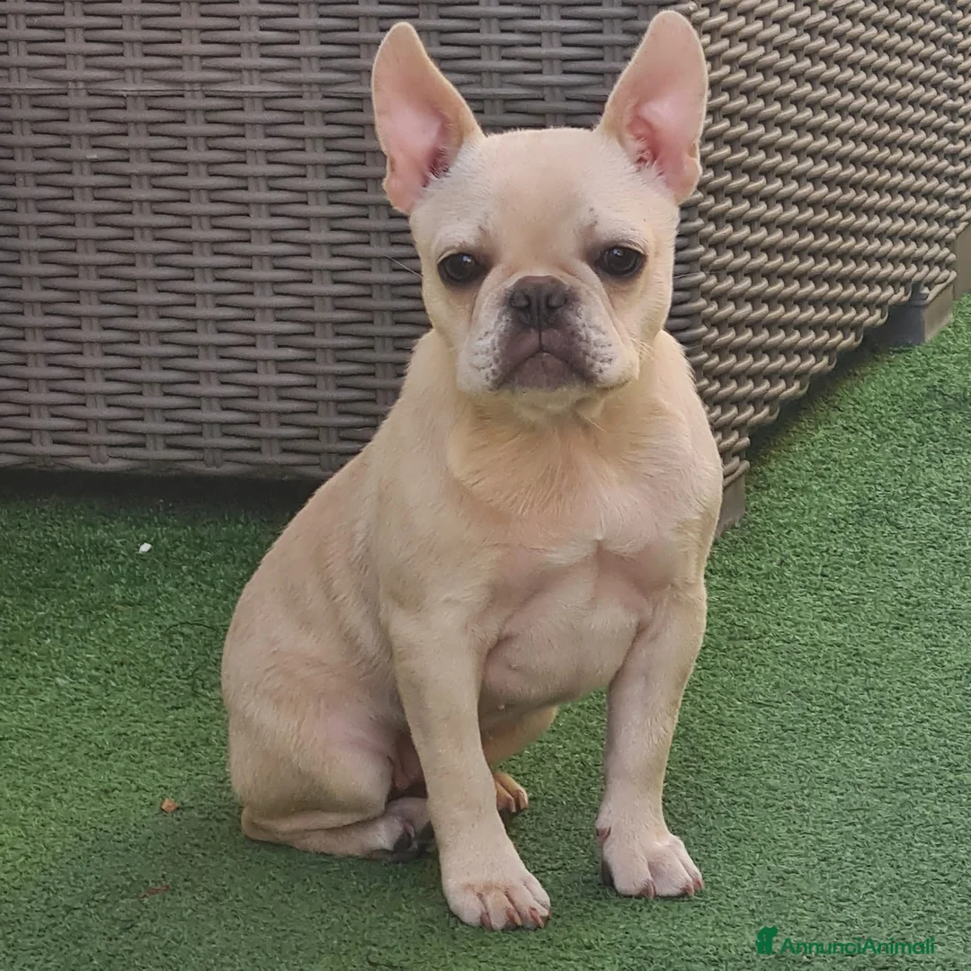 Bulldog Francese cani in vendita: Bulldog francese a Città metropolitana di Roma Capitale - Annuncio 1