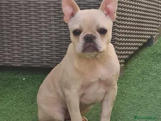 Bulldog Francese cani Bulldog francese - Annuncio 1