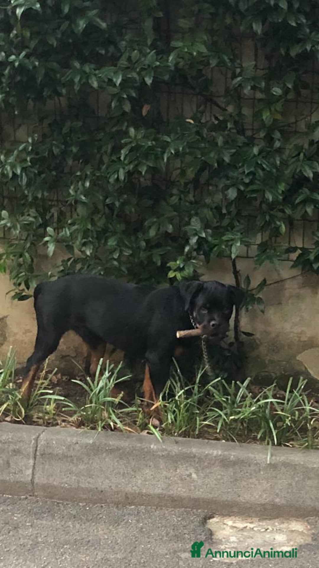 Rottweiler cani in regalo: Rottwailer  - Annuncio 2
