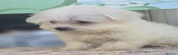 Maltese cani in vendita: Maltese  - Annuncio 6