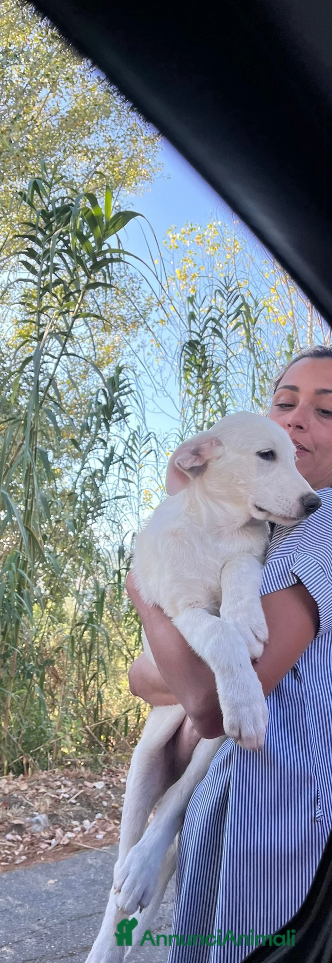 Pastore Maremmano cani in regalo: Chase splendido cucciolo di 3 mesi in box  a Città metropolitana di Milano - Annuncio 5