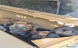 Meticcio cani in vendita: Chiuawa/pincher  a Città metropolitana di Roma Capitale - Immagine 9