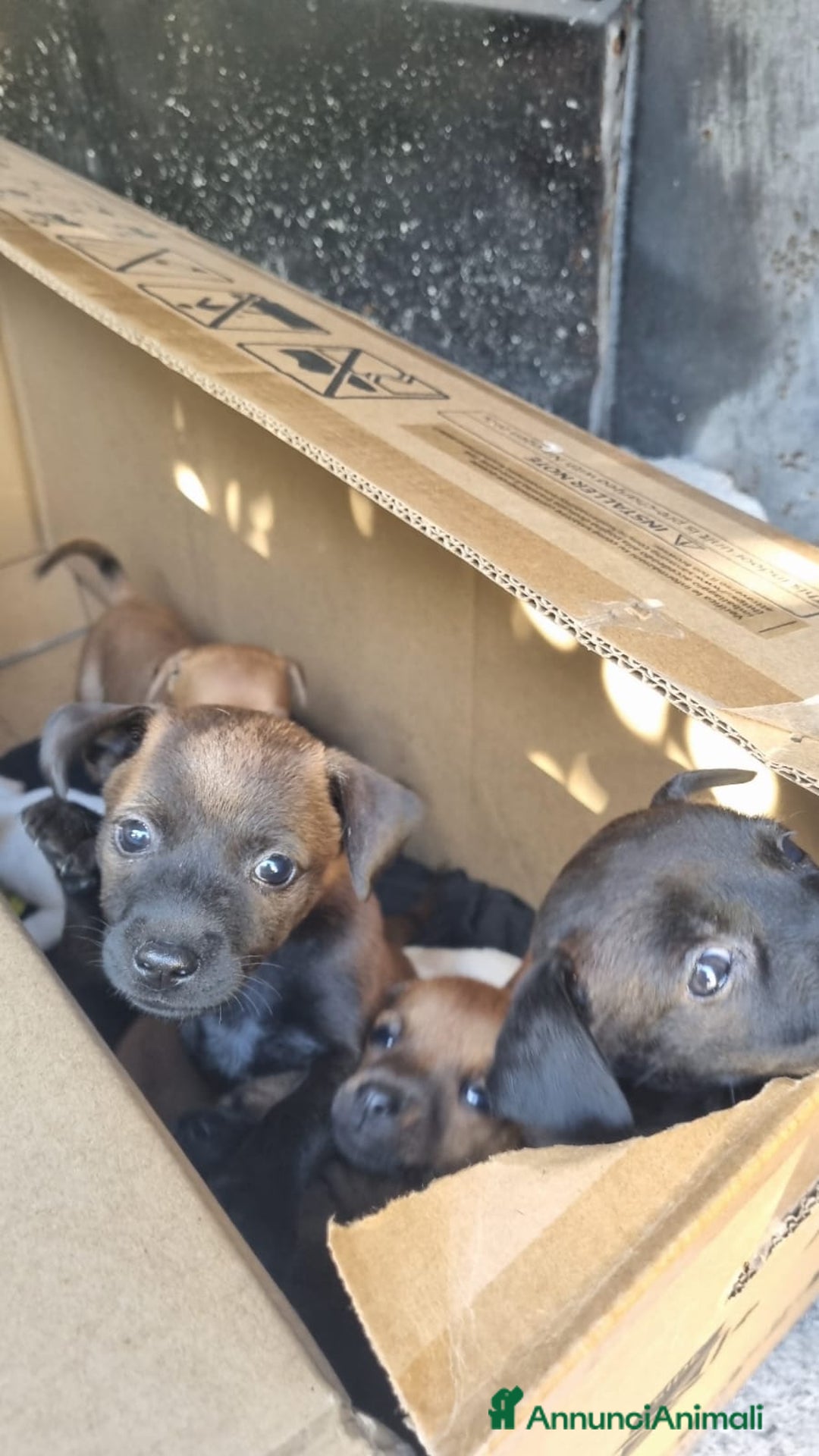 Meticcio cani in vendita: Chiuawa/pincher  a Città metropolitana di Roma Capitale - Immagine 9