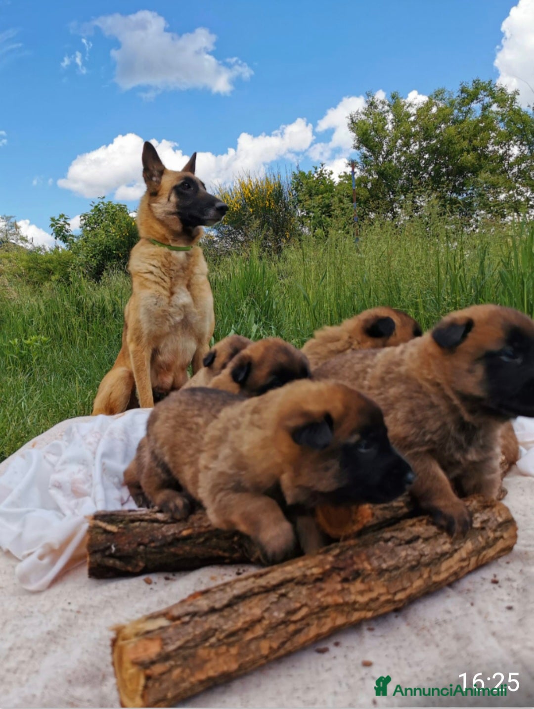 Pastore Belga cani in vendita: PASTORE BELGA MALINOIS - Annuncio 4