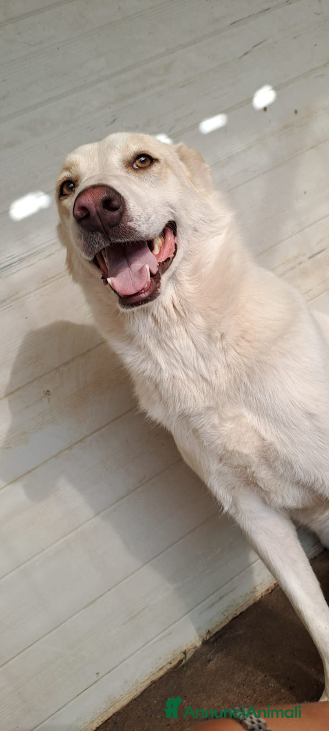 Meticcio cani in regalo: MOLLY  - Annuncio 8