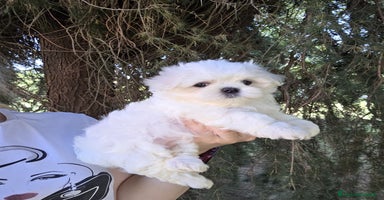 Maltese cani a Provincia di Padova - Annuncio 15