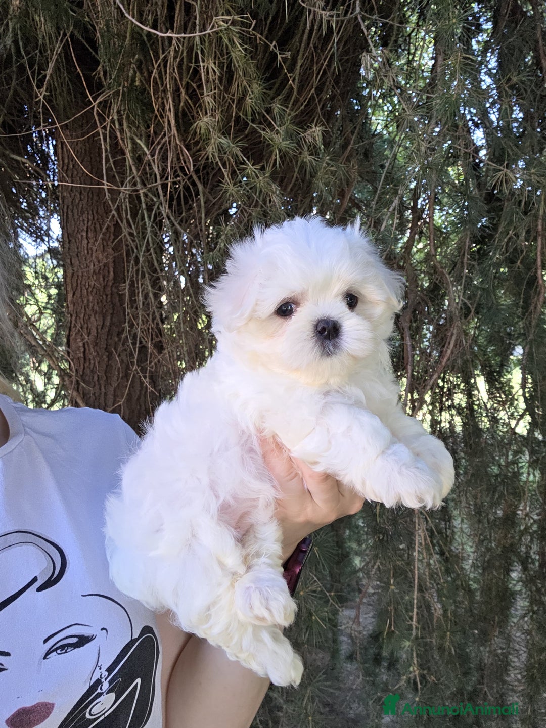 Maltese cani in vendita: Cuccioli di Maltese  a Provincia di Padova - Immagine 2