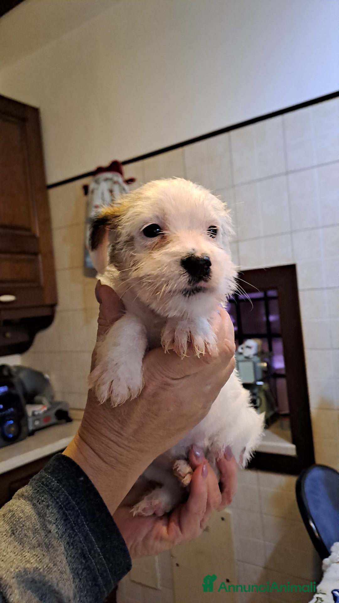 Jack Russell cani in vendita: Cuccioli di Jack Russell con pedigree  - Annuncio 14