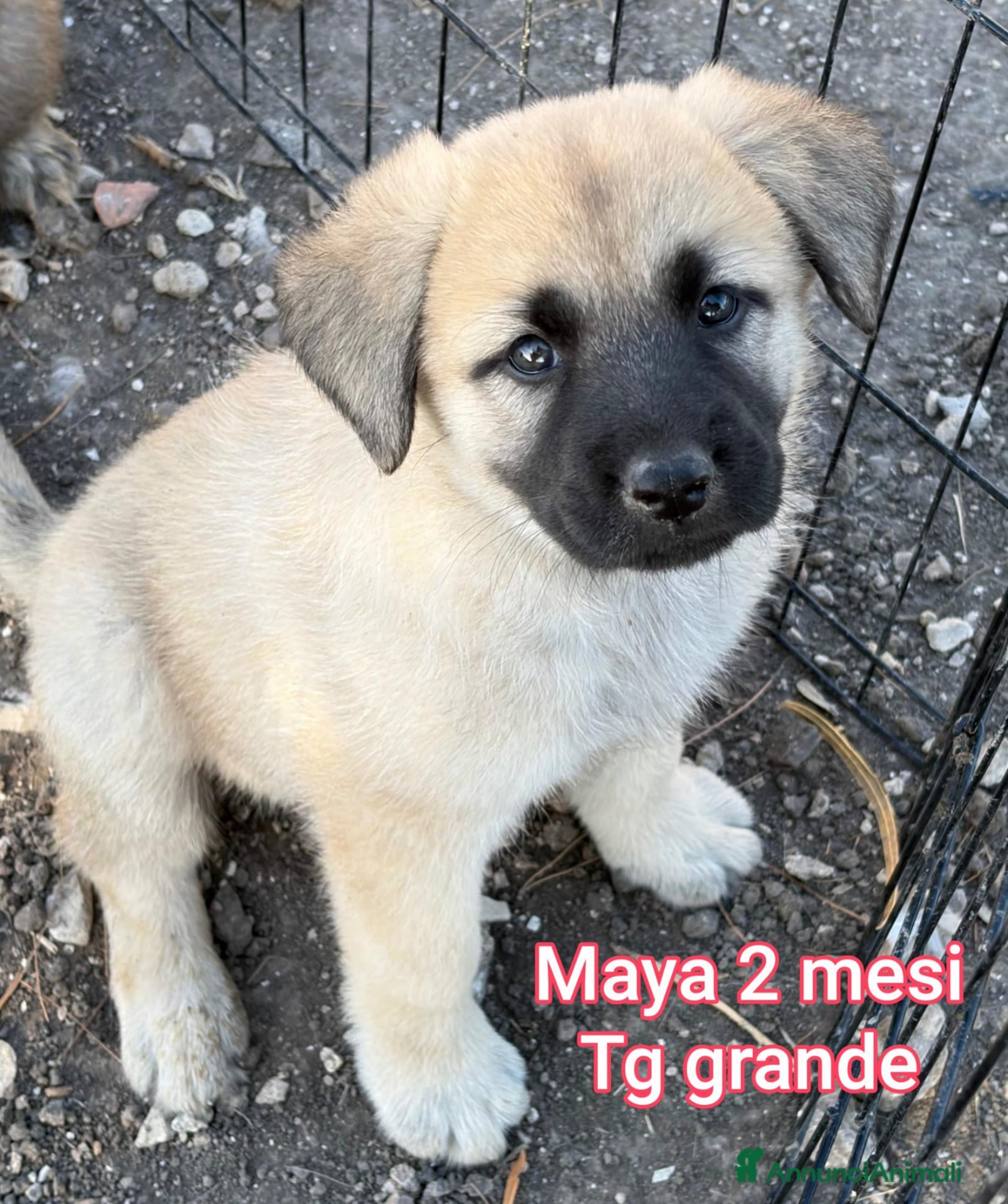 Meticcio cani in regalo: SALVA UN CUCCIOLO!!! - Annuncio 3