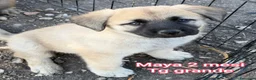 Meticcio cani in regalo: SALVA UN CUCCIOLO!!! a Provincia di Reggio Emilia - Annuncio 1