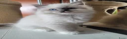 Ragdoll gatti in vendita: Ragdoll cucciola - Annuncio 2