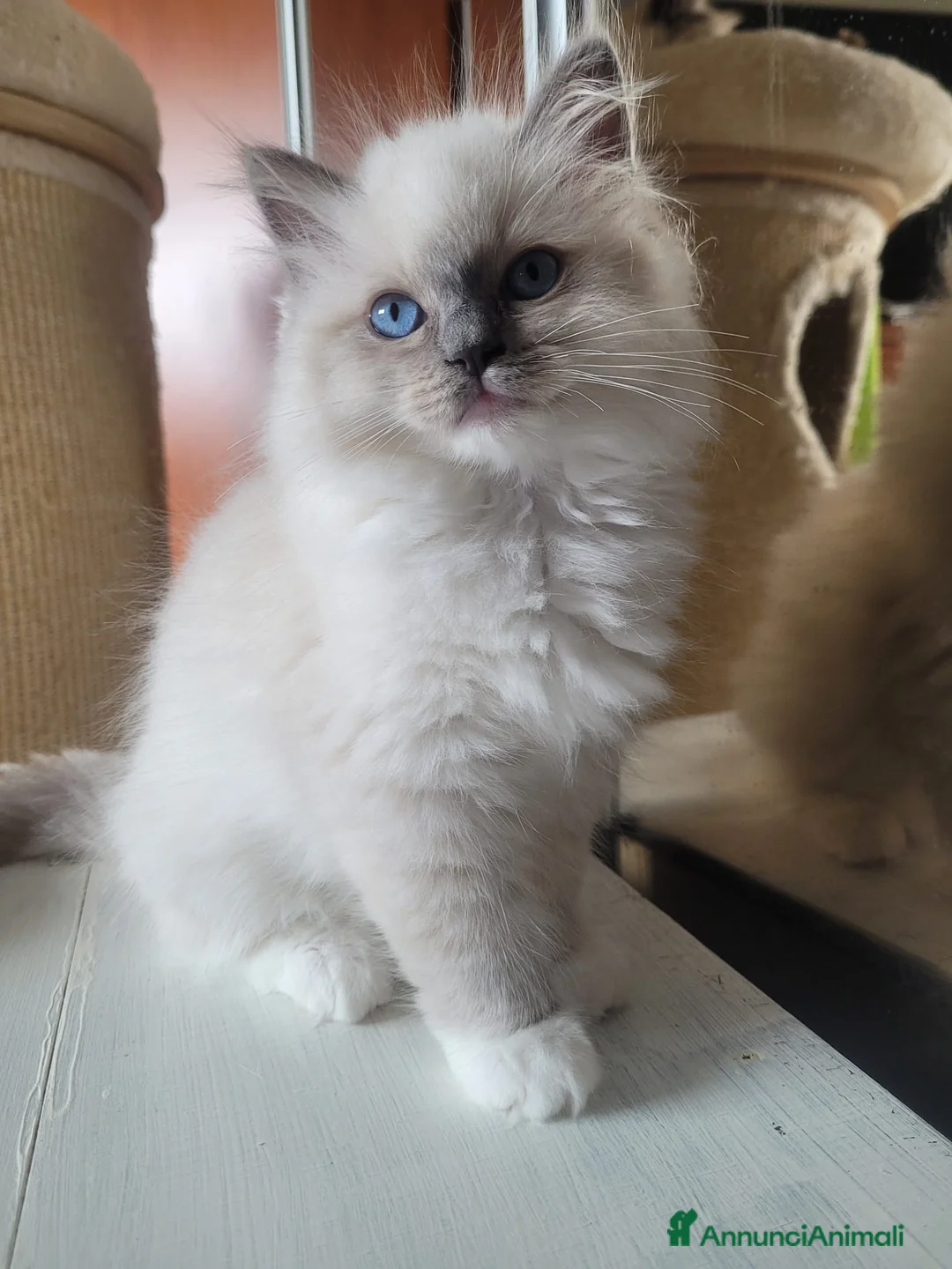 Ragdoll gatti in vendita: Ragdoll cucciola - Annuncio 2