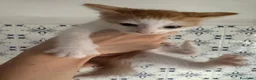 Meticcio gatti in regalo: Sole adorabile gattino a Città Metropolitana di Bologna - Annuncio 7