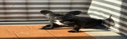 Bulldog Francese cani in vendita: Bulldog francese maschio-cucciolo disponibile  - Annuncio 6