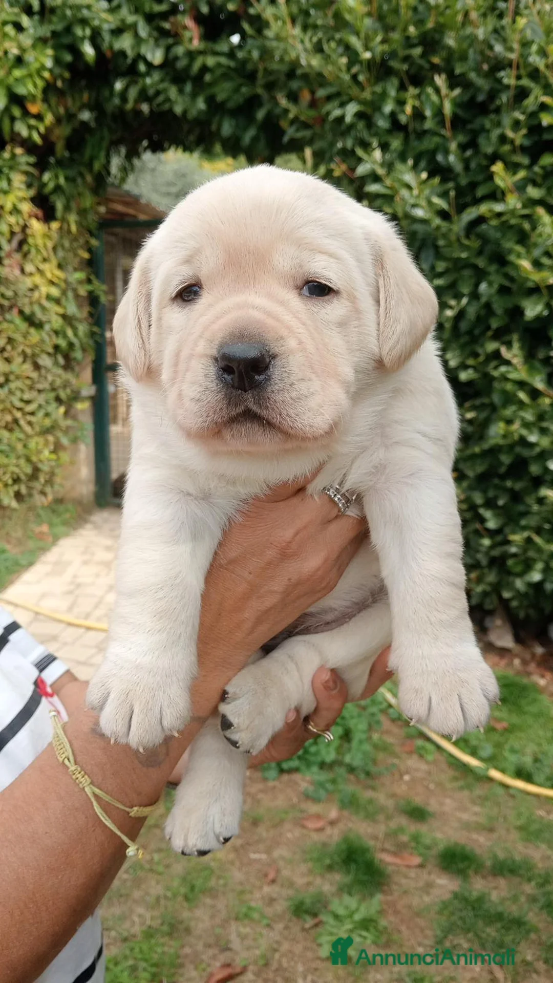Labrador cani in vendita: Labrador miele con pedigree  - Annuncio 1