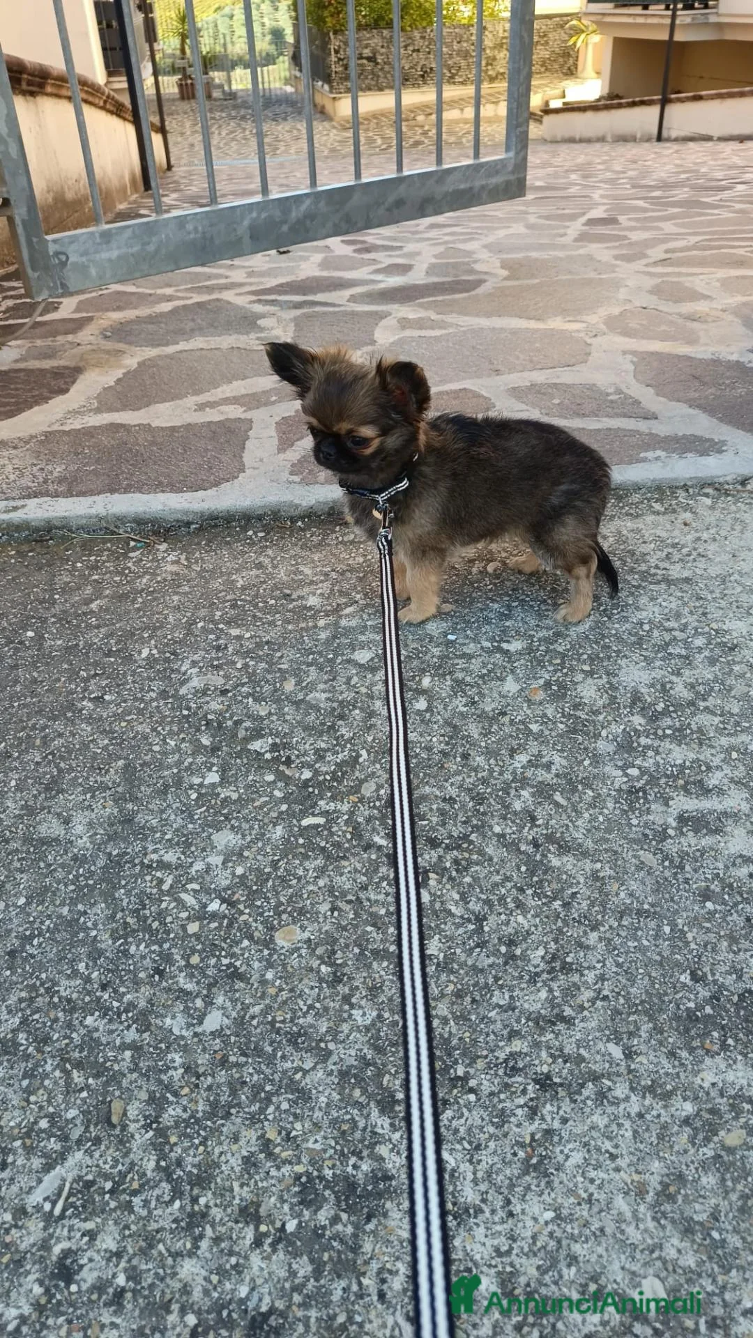 Chihuahua cani in vendita: Chiuaua pelo lungo  a Provincia di Teramo - Annuncio 2