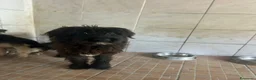 Meticcio cani in regalo: Zorro, Schnauzer-Terrier Mix in canile a Catania - Annuncio 5