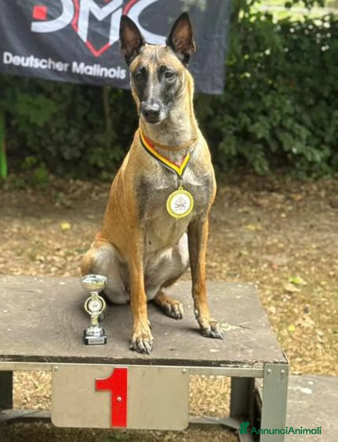 Pastore Belga cani in vendita: Cuccioli pastore belga Malinois  - Annuncio 11