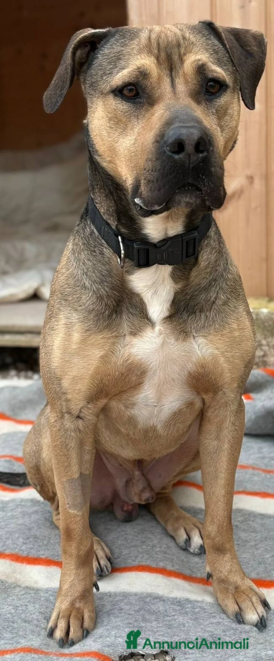 Meticcio cani in regalo: Bobby bello buono rispettoso dolce equilibrato - Annuncio 2