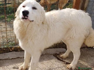 Meticcio cani UN TENERO CUCCIOLONE : OSLO a Provincia di Padova - Annuncio 37