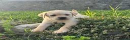 Labrador cani in vendita: Cuccioli di Labrador Miele a Provincia di Massa e Carrara - Annuncio 4